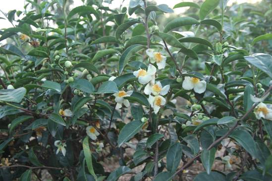 廣義茶花香  冬天喝新茶