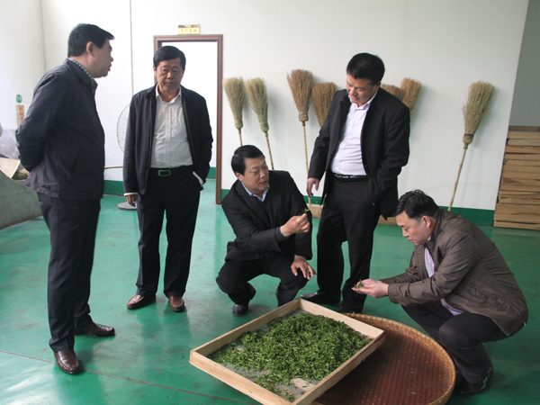 市政府副市長鄭志強等領(lǐng)導(dǎo)同志視察廣義 茶印象園春茶生產(chǎn)情況